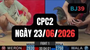 Video đá gà CPC2 Thomo hôm nay 23-06-2026