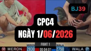 Video đá gà CPC4 Thomo hôm nay 1-06-2026