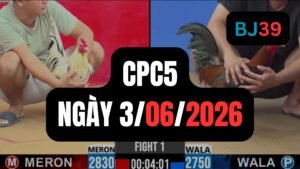 Video đá gà CPC5 Thomo hôm nay 3-06-2026