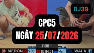 Video đá gà CPC5 Thomo hôm nay 19-07-2026