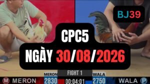 Video đá gà CPC5 Thomo hôm nay 30-08-2026